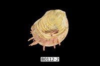 藏品(細刺海菊蛤)的圖片